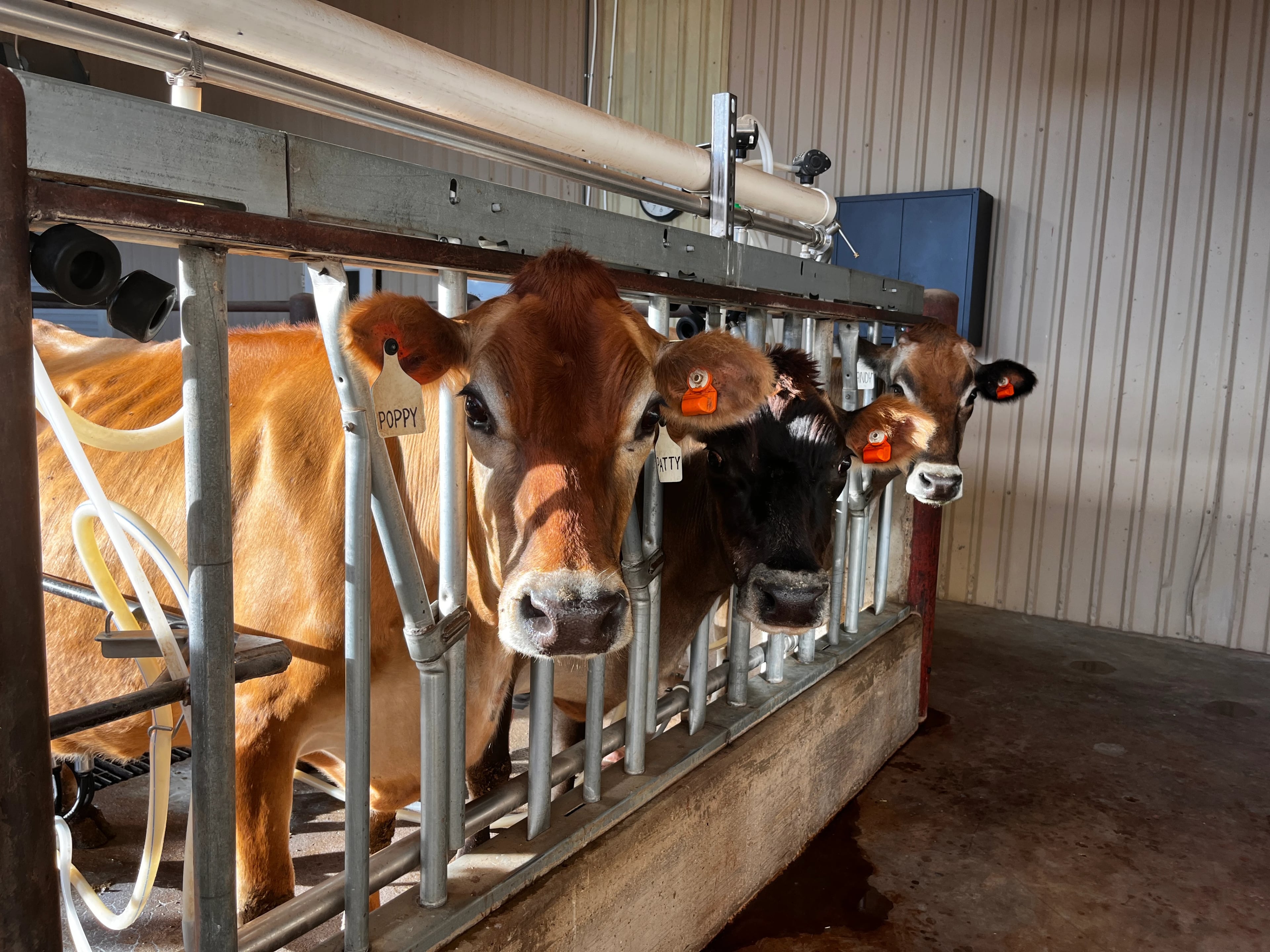 Milking cows in the parlor